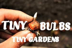 small garden ideas, miniature garden bulbs