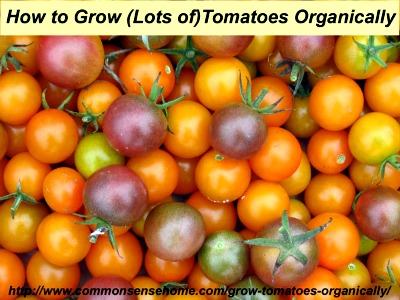 how to grow organic tomatoes