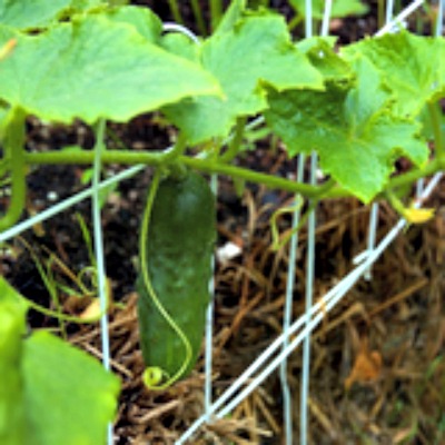 How to Grow Cucumbers in Containers