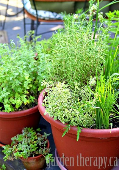 Grow Your Own Perennial Herb Container Garden