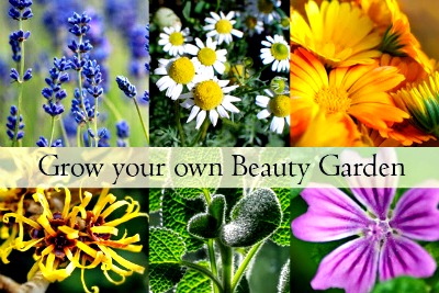 Growing a Beauty Products Garden – 28 Plants, Flowers & Herbs