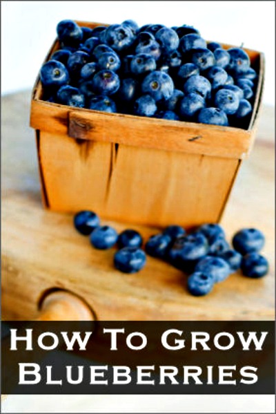 How to Grow Blueberries In A Pot