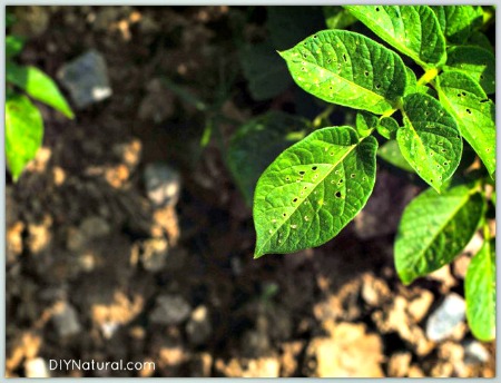 Deter Garden Pests Naturally with Homemade Hot Pepper Spray
