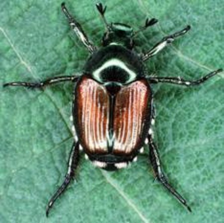 How to Get Rid of Japanese Beetles