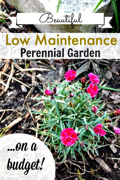 How to Grow a Low-Maintenance Perennial Garden on a Budget!