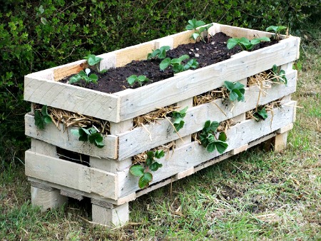 How to Make a Strawberry Pallet Planter (Includes a Video!)
