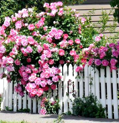 The 10 Biggest Mistakes People Make When Pruning Roses 