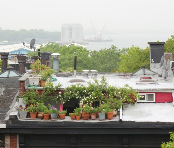 Top 10 Secrets for Growing an Urban Balcony Garden