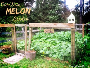 Our New Melon Garden - Stage One - Tilling and Planting