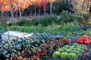 Top Tips for Great Fall Gardens 