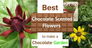 Best Chocolate Scented Flowers | Plants and Flowers That Smell Like Flower