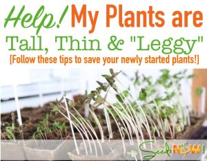 Help Leggy Plants