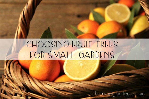 Fruit Trees for Small Gardens
