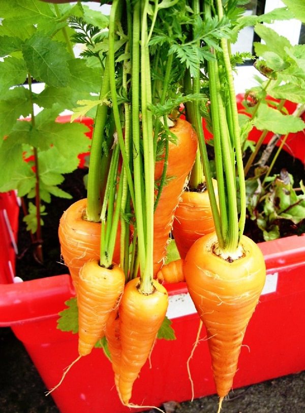 How to Grow Carrots in Pots