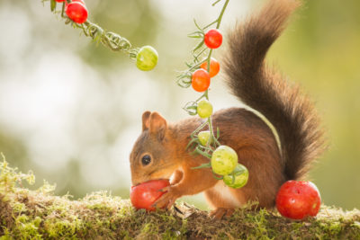 Protect Your Garden from Squirrels