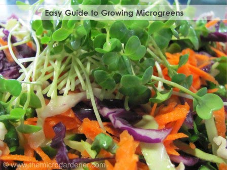 How to Grow Microgreens