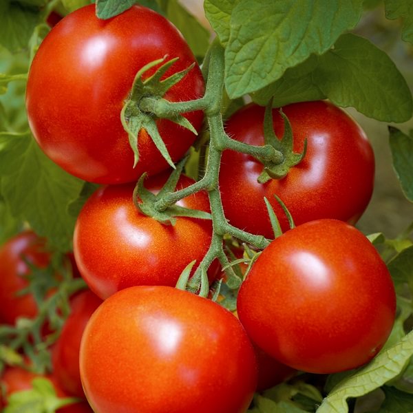 Growing Heirloom Tomatoes in Pots