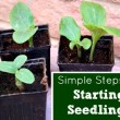 natural seed starting, how to start seeds