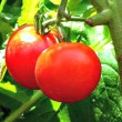 best tomatoes to grow in containers