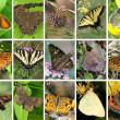 Butterfly Garden Flowers & Plants by Region