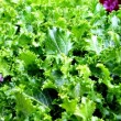How to Plant Lettuce in Containers