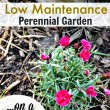 How to Grow a Low-Maintenance Perennial Garden on a Budget!