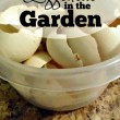 How to Use Eggshells in the Garden