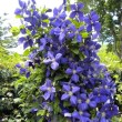 Magnificent Summer Flowers to Grow