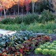Top Tips for Great Fall Gardens