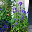 Best Blue Flowers to Grow in Containers