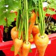 How to Grow Carrots in Pots